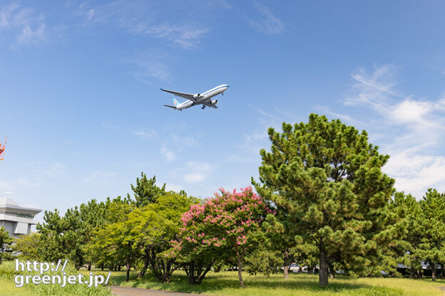 羽田で飛行機～サルスベリの上をA330