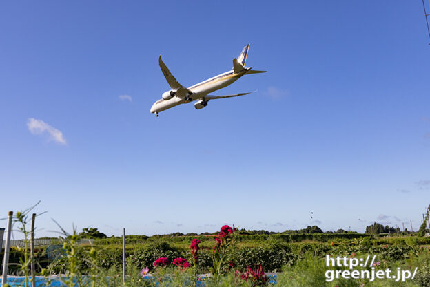 成田で飛行機～可憐な赤い花の上をB787-10