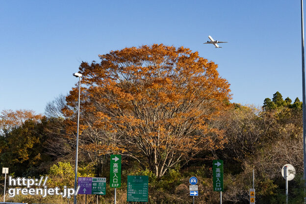 成田で飛行機～大きな紅葉とキャセイA350