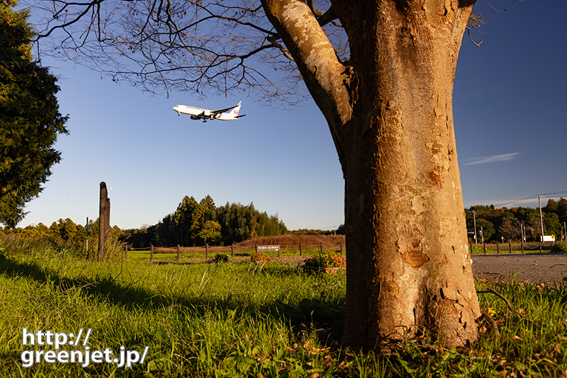 成田で飛行機～美しい幹の向こうにB767